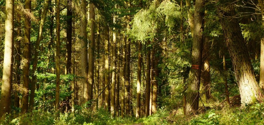 Bild Wald