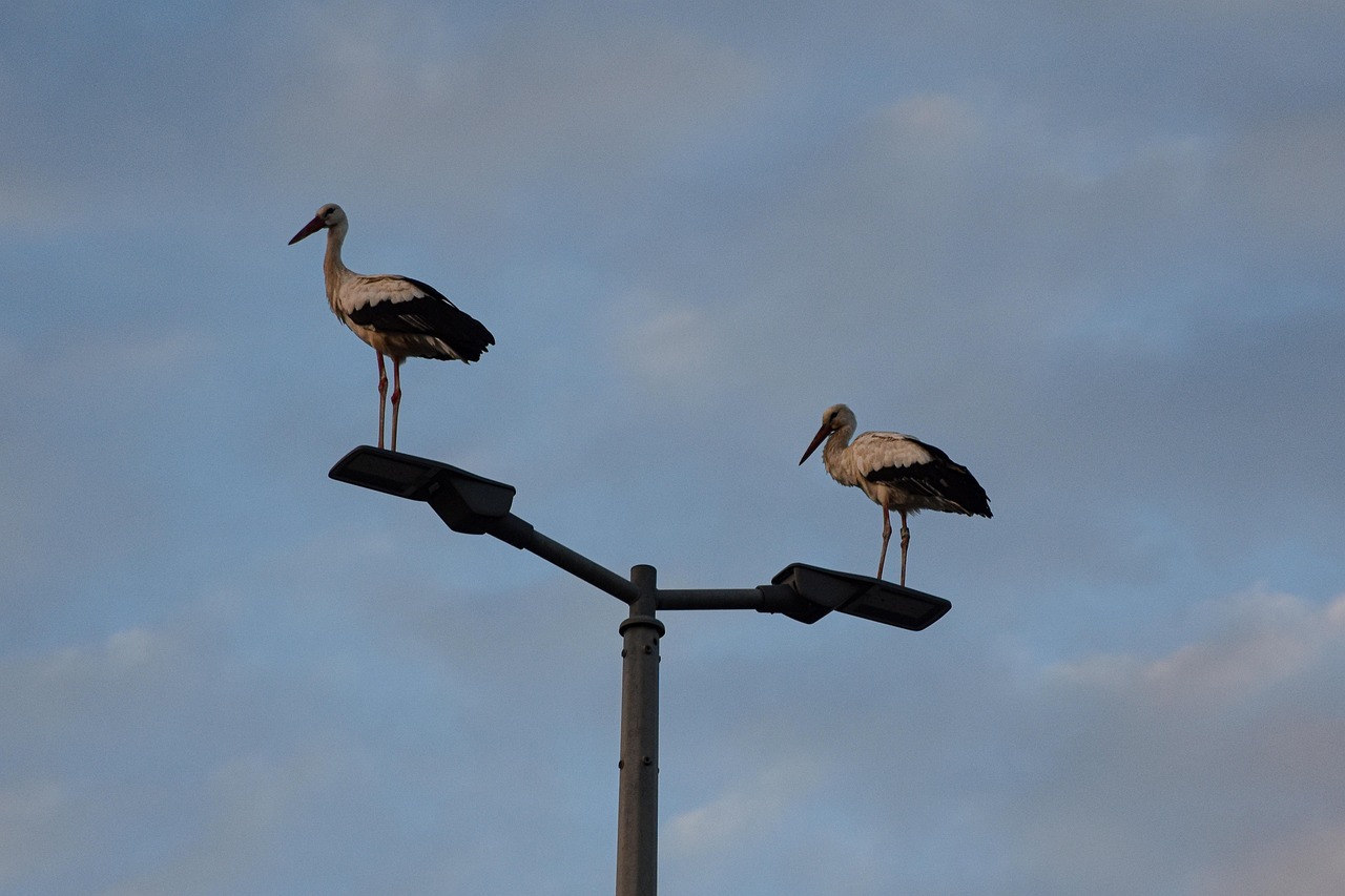 Störche auf Straßenlampe