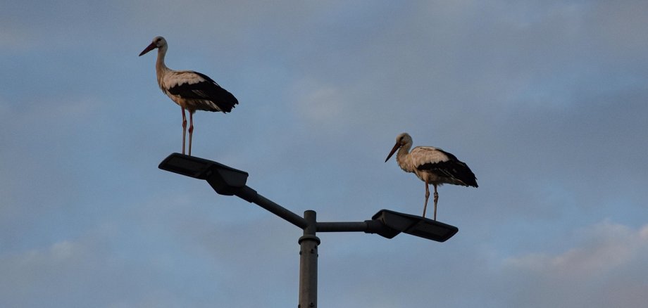 Störche auf Straßenlampe