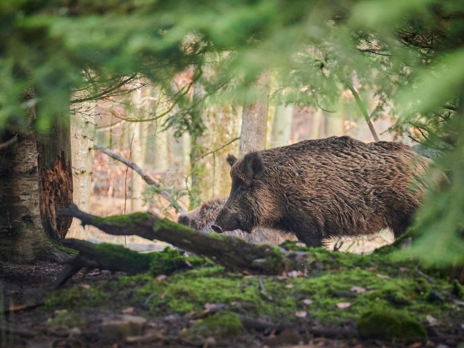 Foto Wildschwein - Infos zur ASP