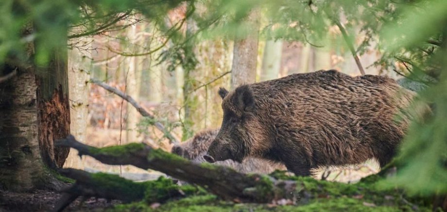 Foto Wildschwein - Infos zur ASP